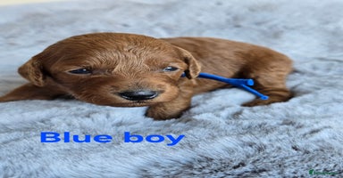 Cavapoo dogs - Advert 5