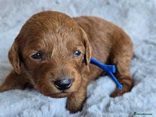 Cavapoo dogs - Advert 14