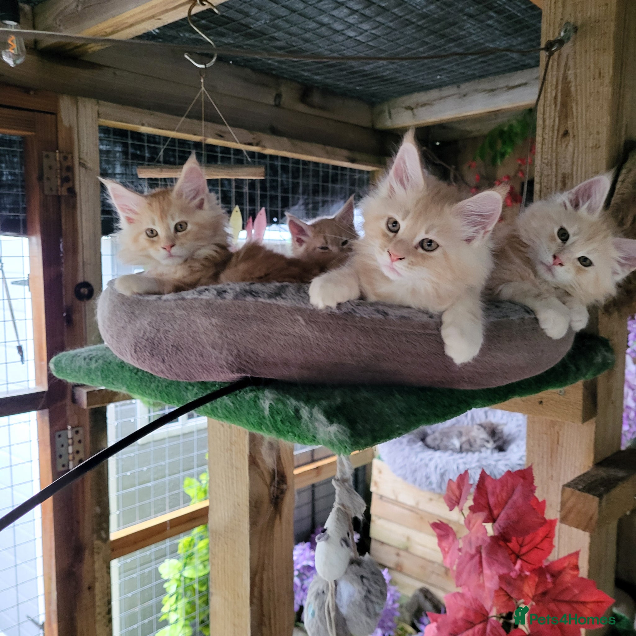 Maine Coon cats for sale:  Male Maine coon kittens for sale - Advert 1