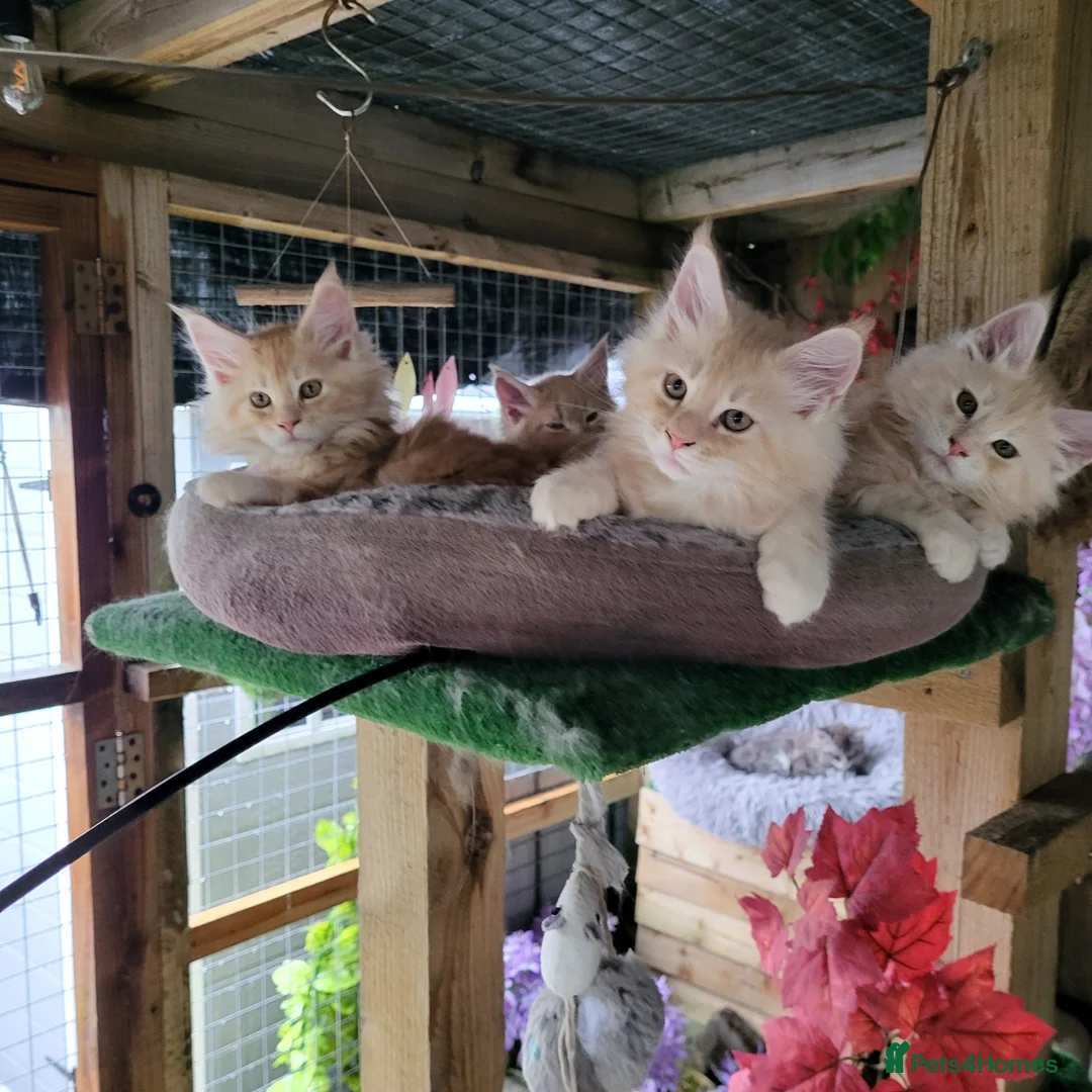 Maine Coon cats for sale:  Male Maine coon kittens for sale - Advert 1