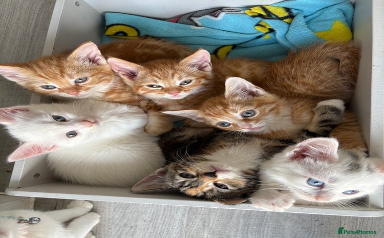 Domestic Shorthair cats - Advert 1