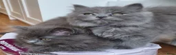 British Longhair cats for sale: Gorgeous British Blue longhair kittens - Advert 16