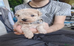 Maltipoo dogs for sale: F2 Mini Maltipoo,Toy size 4 boys - Image 5