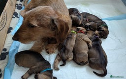 Dachshund dogs for sale: Standard Wirehaired Dachshund Puppies - Image 5