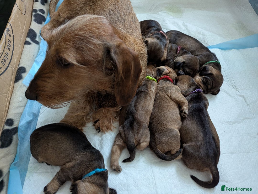 Dachshund dogs for sale: Standard Wirehaired Dachshund Puppies - Image 5