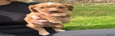 Bitch puppy 2