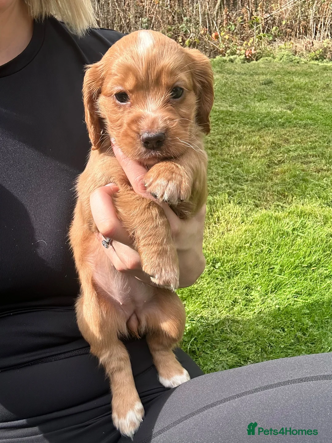 Cocker Spaniel dogs for sale: KC registered working cocker spaniels  in Hope Valley - Advert 8