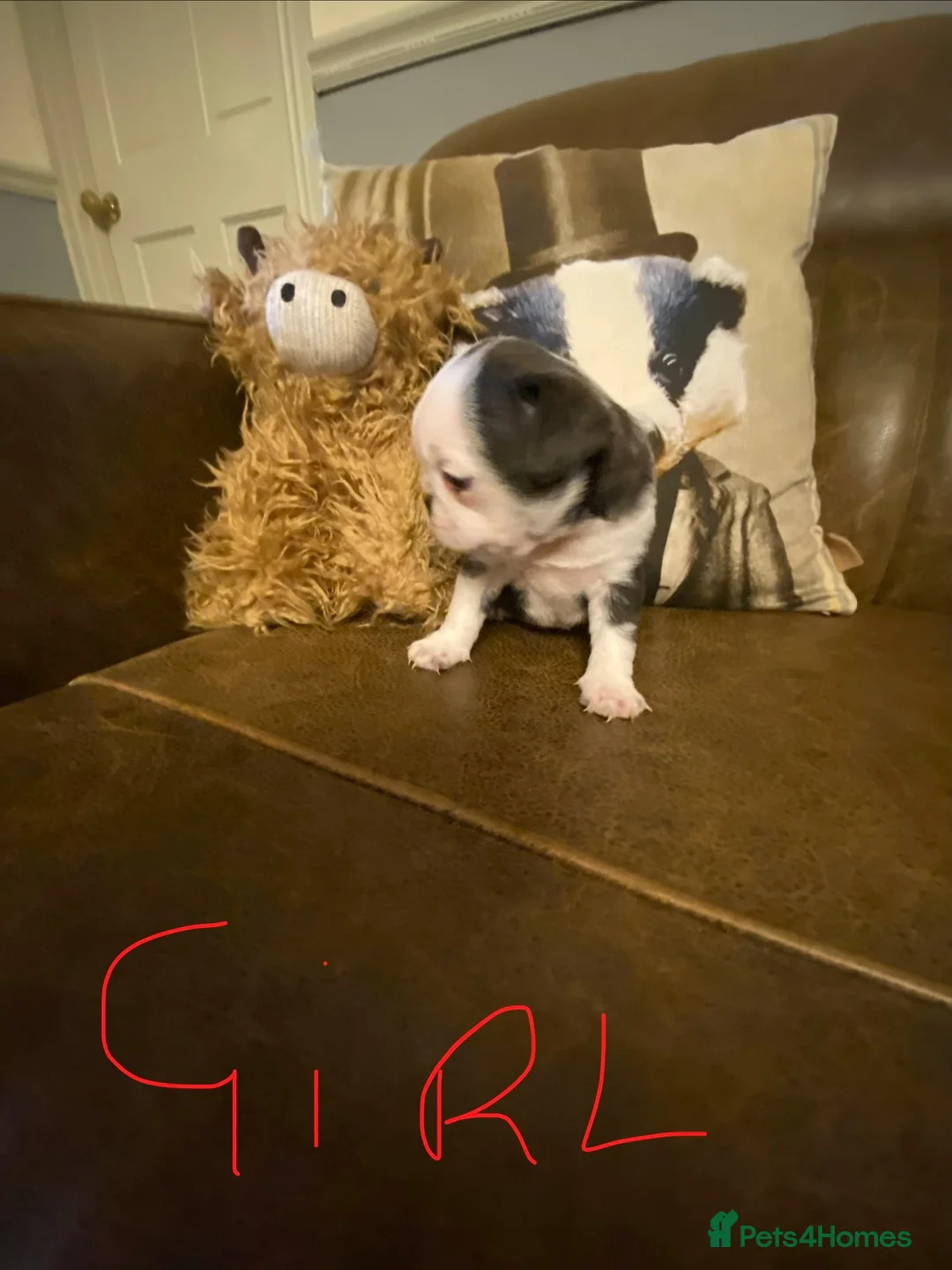 Pug dogs for sale: Beautiful litter of pug puppies🐶 - Advert 7
