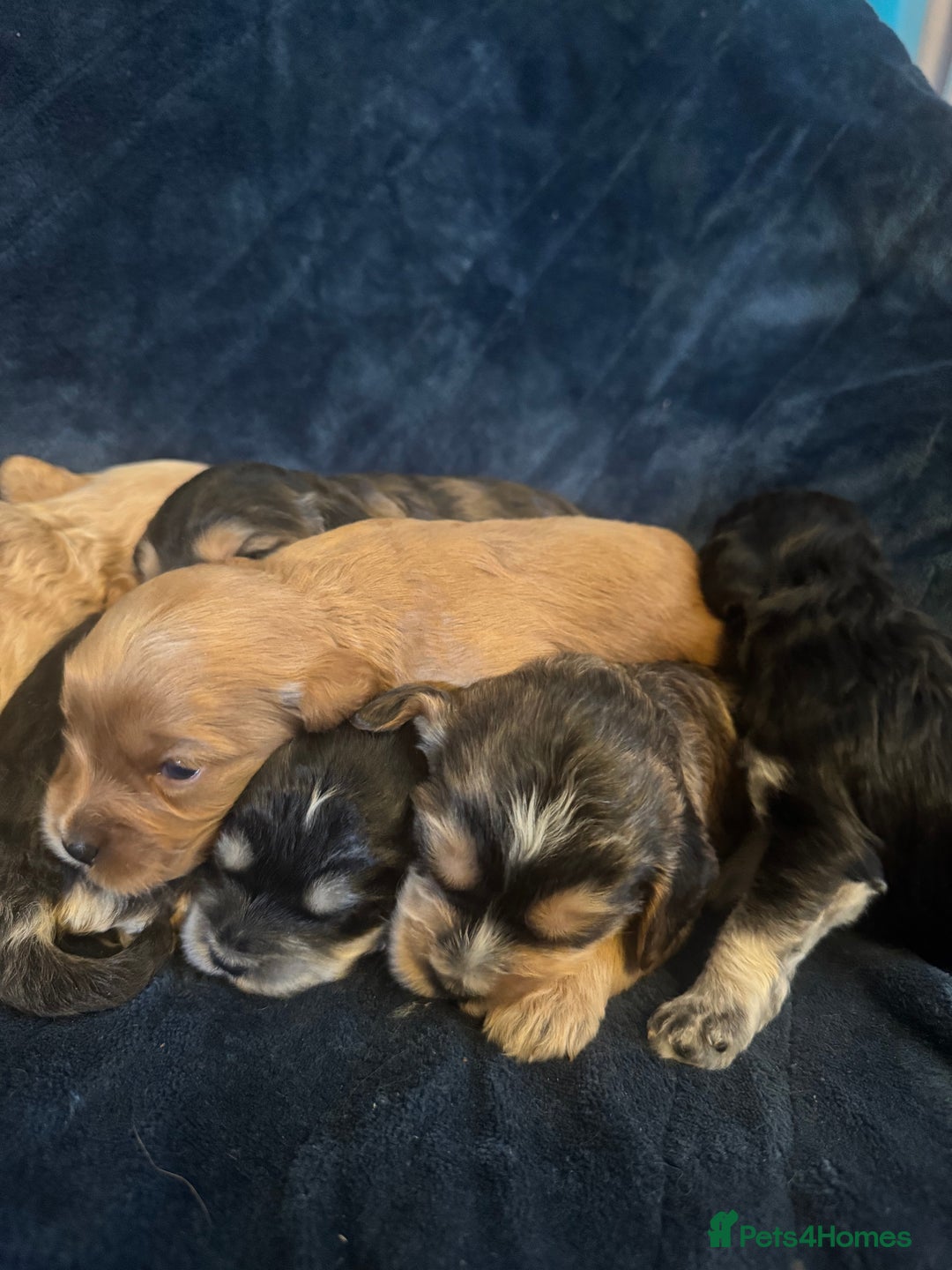 Mixed Breed dogs for sale: Stunning litter of Australian labradoodles  - Image 16