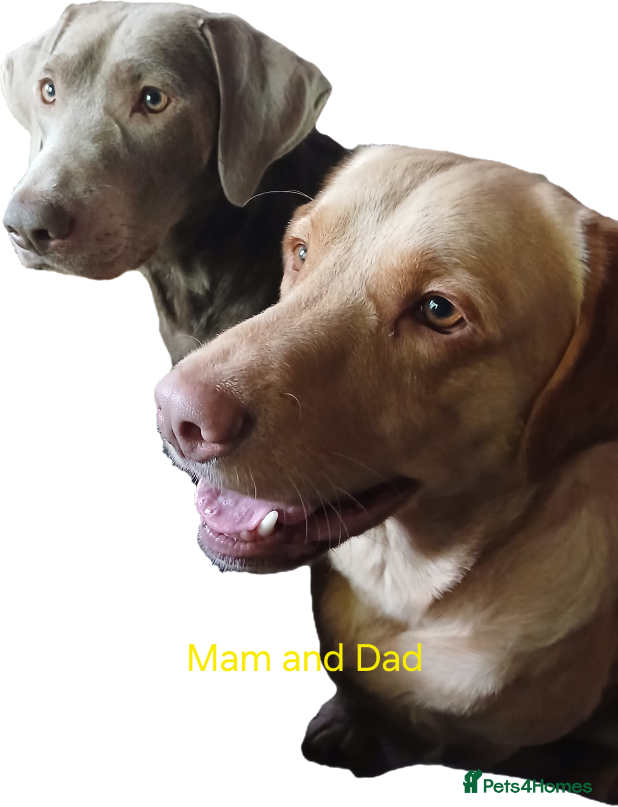 Labrador Retriever dogs Chocolate labs - Advert 3