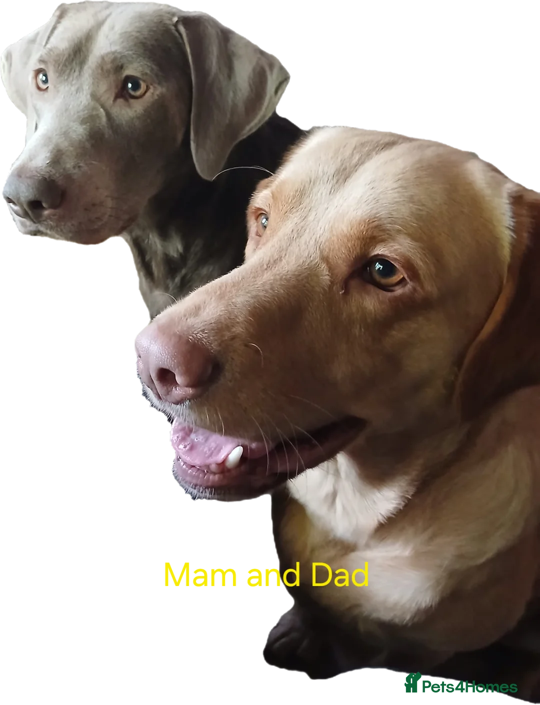 Labrador Retriever dogs for sale: Chocolate labs in Peterlee - Advert 1