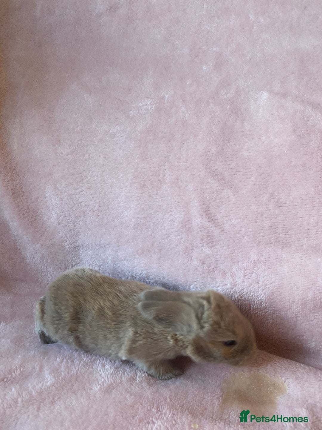 Mini Lop rabbits for sale: Welcome to my little family of  Mimi lops . - Advert 5