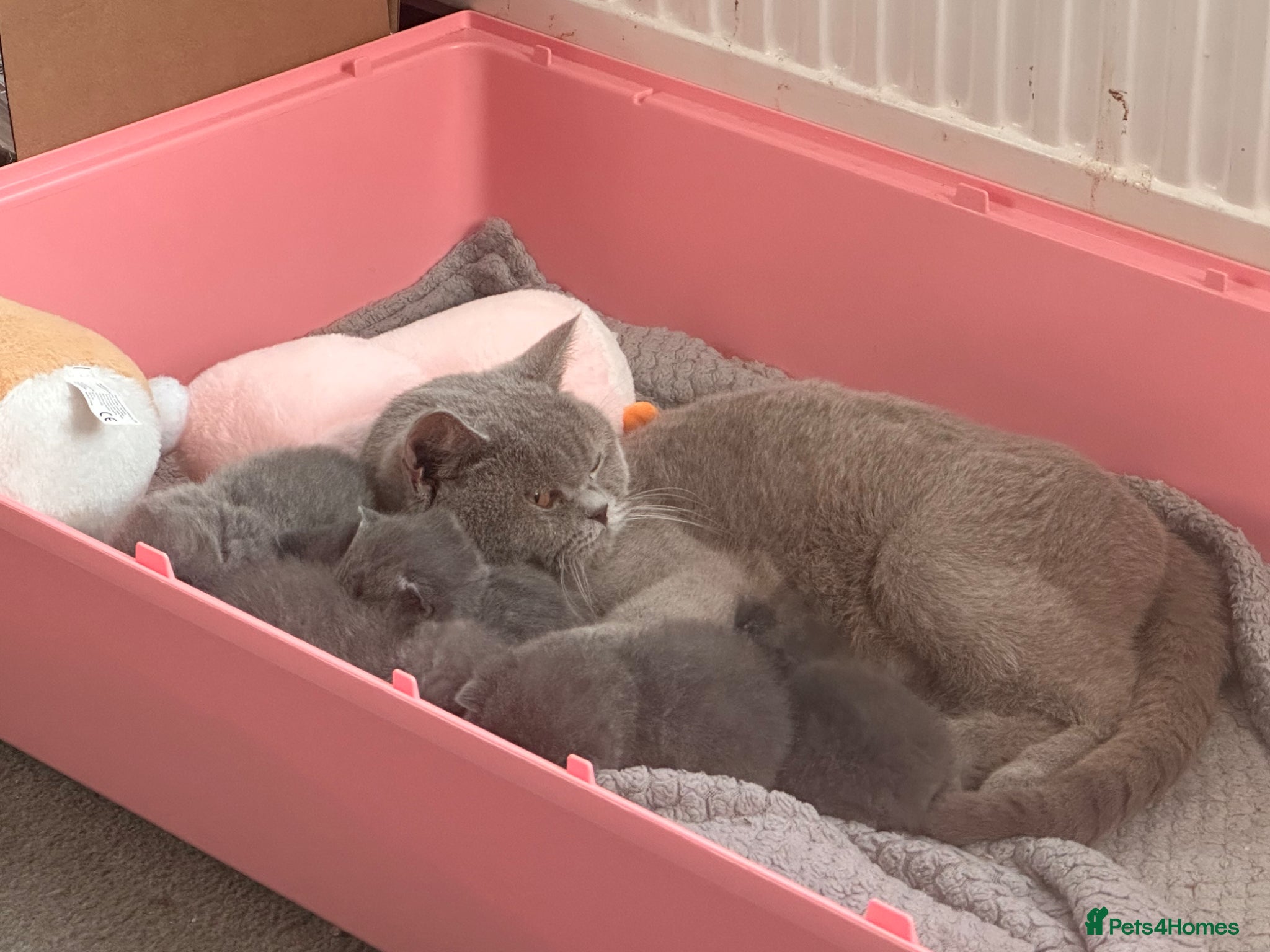 British Shorthair cats Adorable British Shorthair Kittens - Advert 2