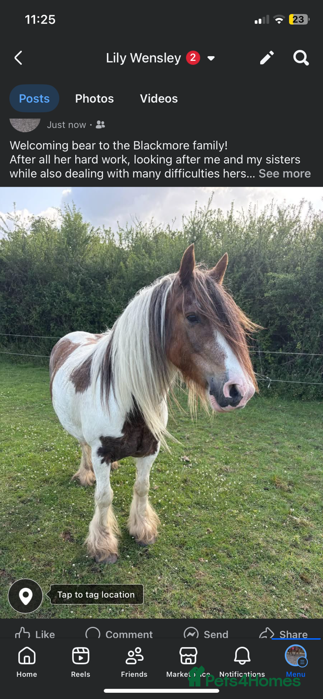 Other Breed horses for sale: Traditional cob gelding  - Advert 3
