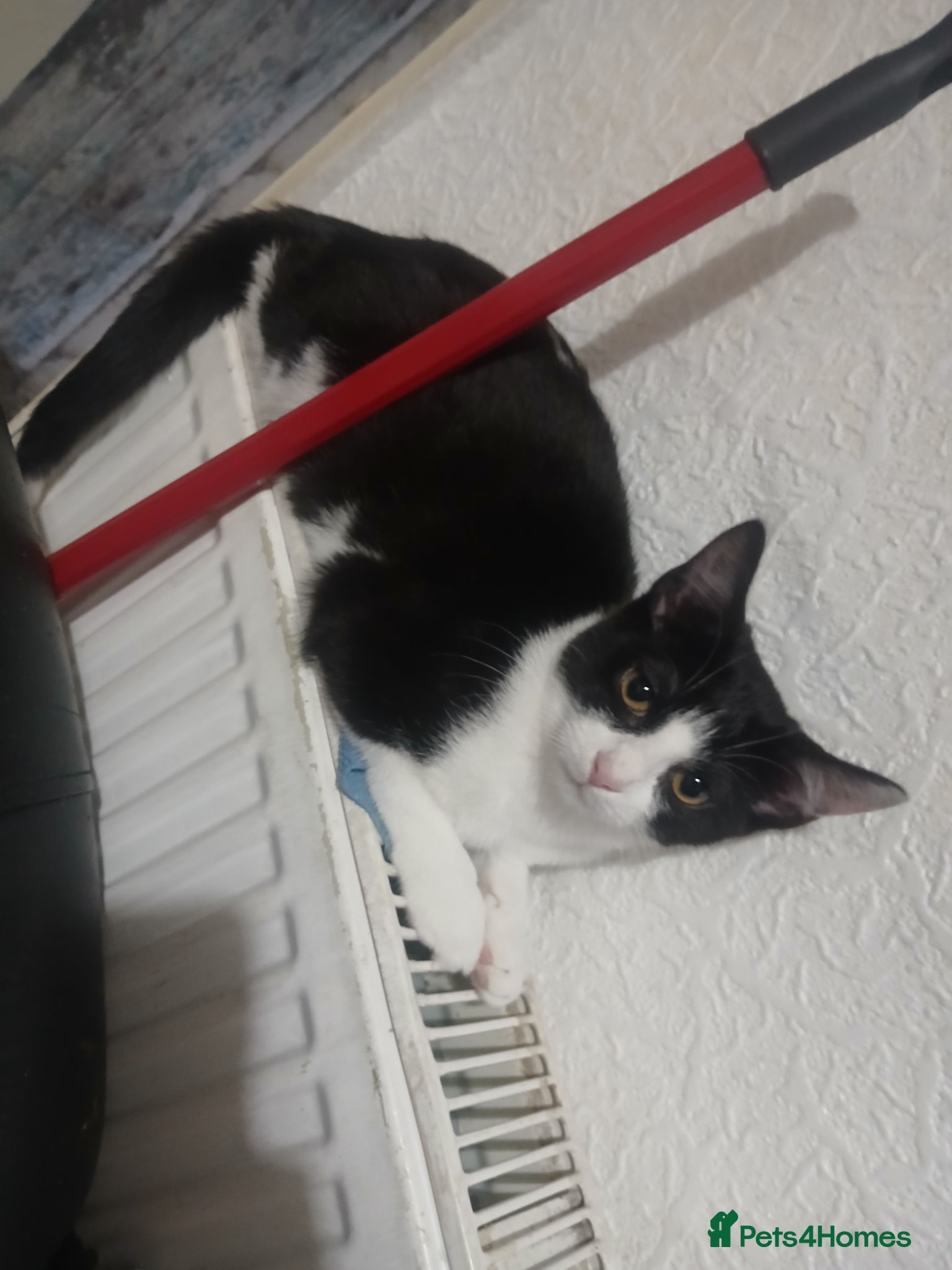 Mixed Breed cats  **   - Advert 14