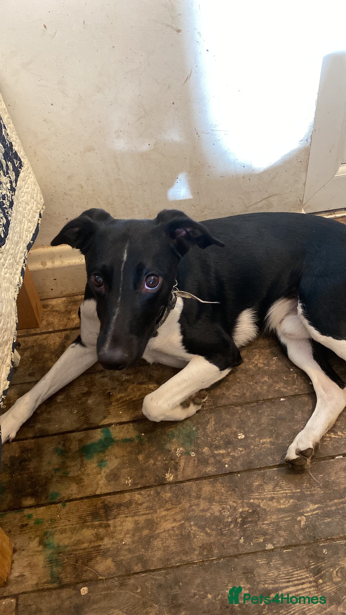 Mixed Breed dogs for sale: Loving home wanted. - Advert 5