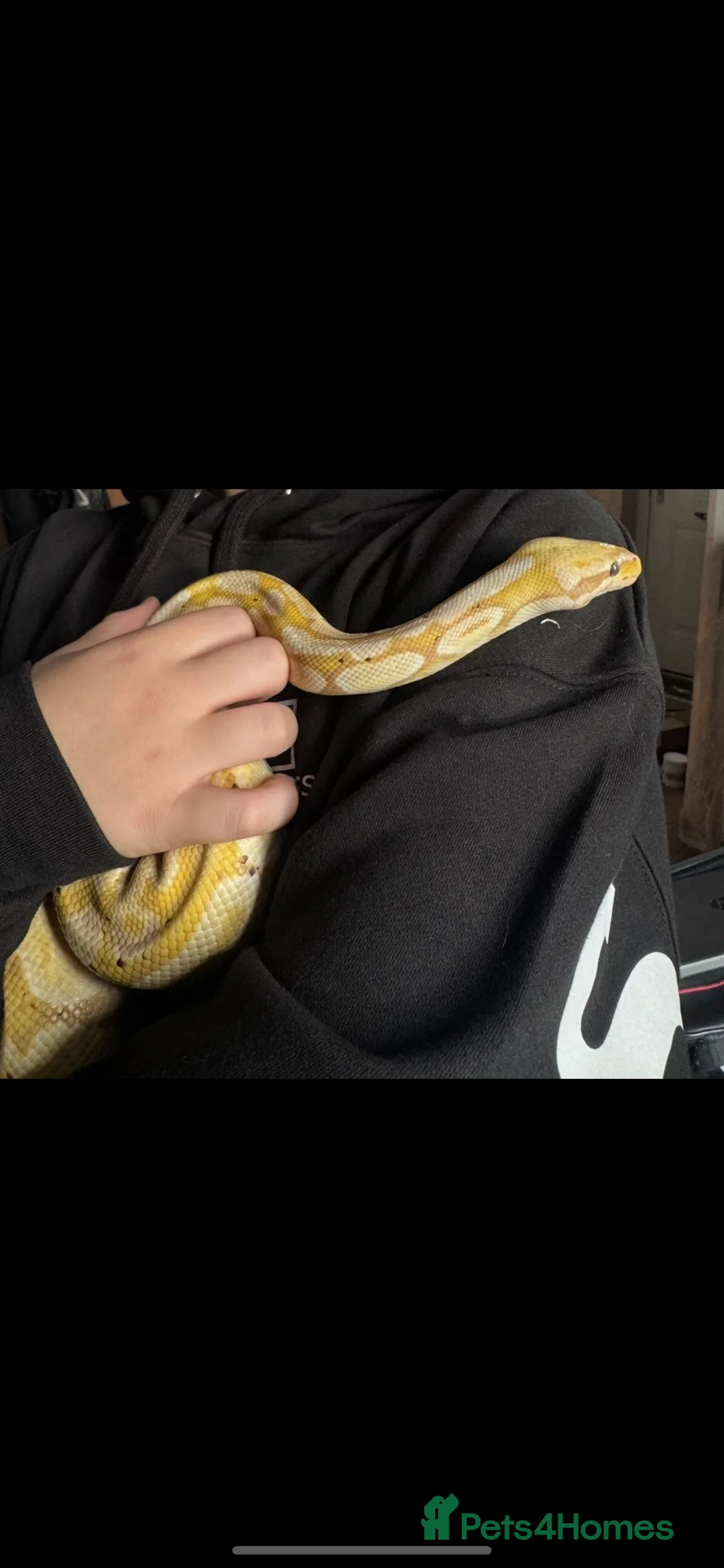 Python Snake reptiles for sale: Banana python  - Advert 2