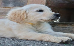 Golden Retriever dogs for sale: Golden retriever  - Image 17