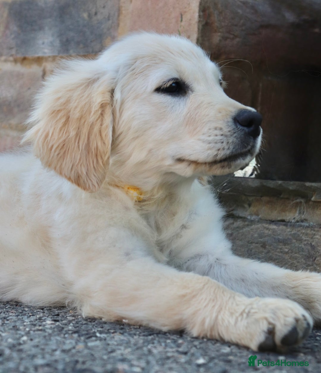 Golden Retriever dogs for sale: Golden retriever  - Image 17