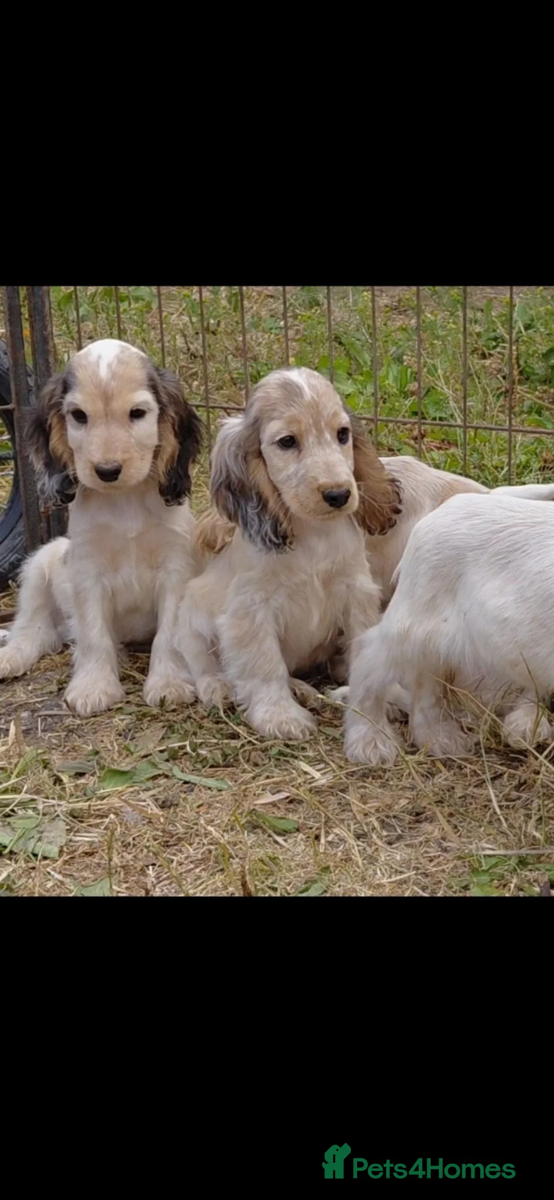 Cocker Spaniel dogs for sale: Beautiful cocker spaniels  in Wrexham - Advert 5