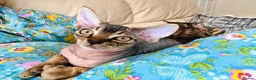 Devon Rex cats for sale: Devon Rex kitten-super social playful and loving  - Advert 3