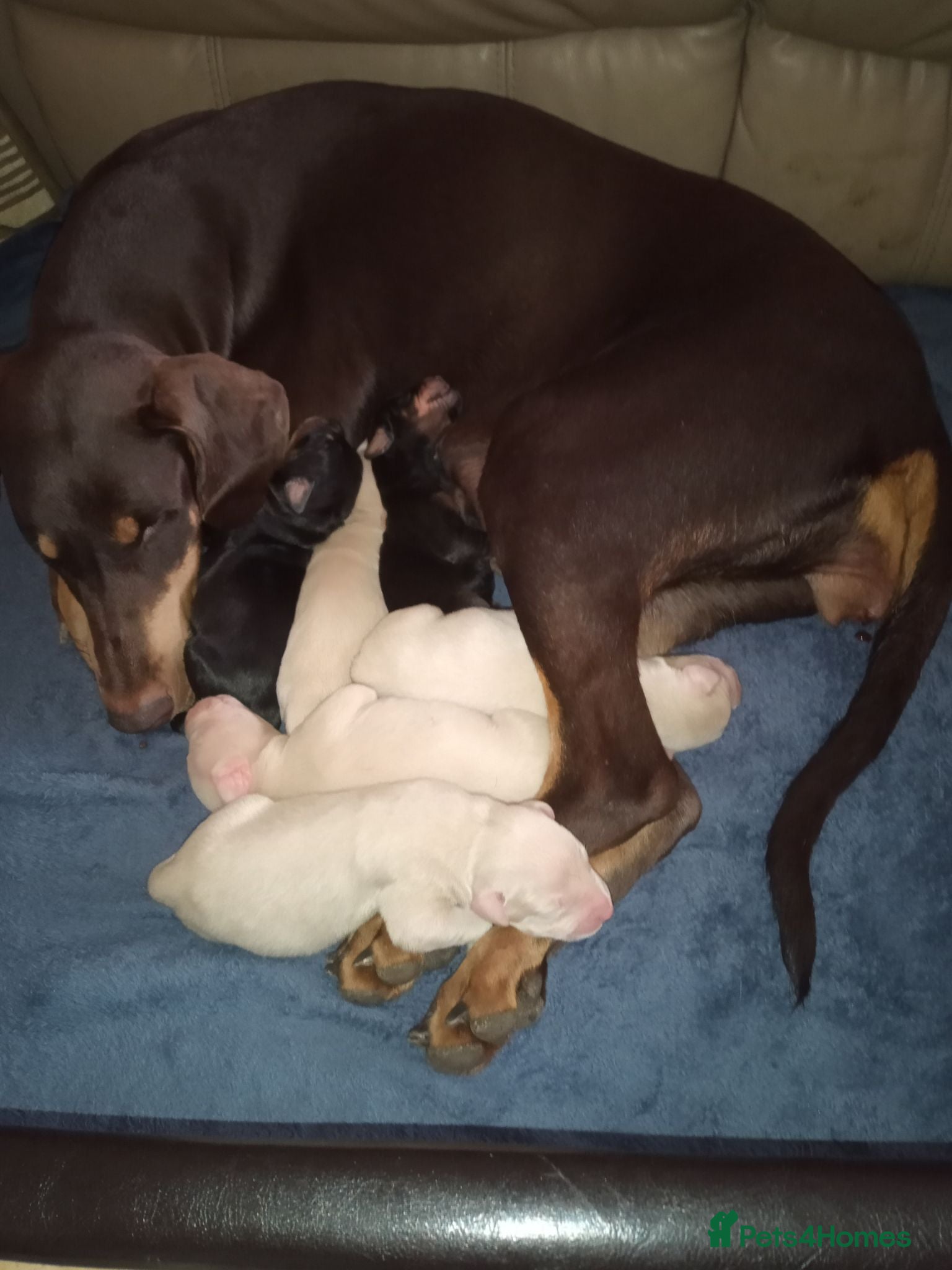 Dobermann dogs Doberman white male - Advert 2