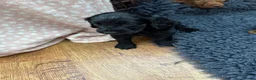 Cockapoo dogs for sale: A gorgeous litter of cockapoos 2 red and 1 black  - Advert 17