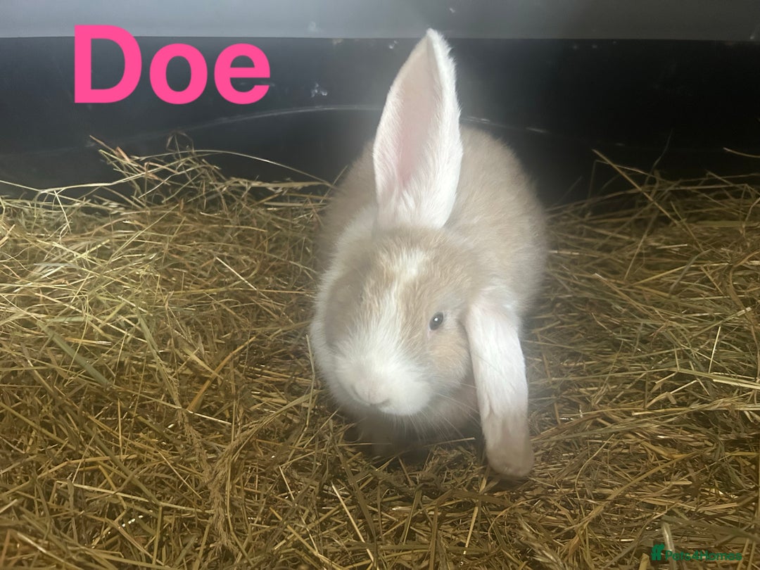 French Lop rabbits for sale: French Lop x Angora Kits READY NOW in Doncaster - Image 4