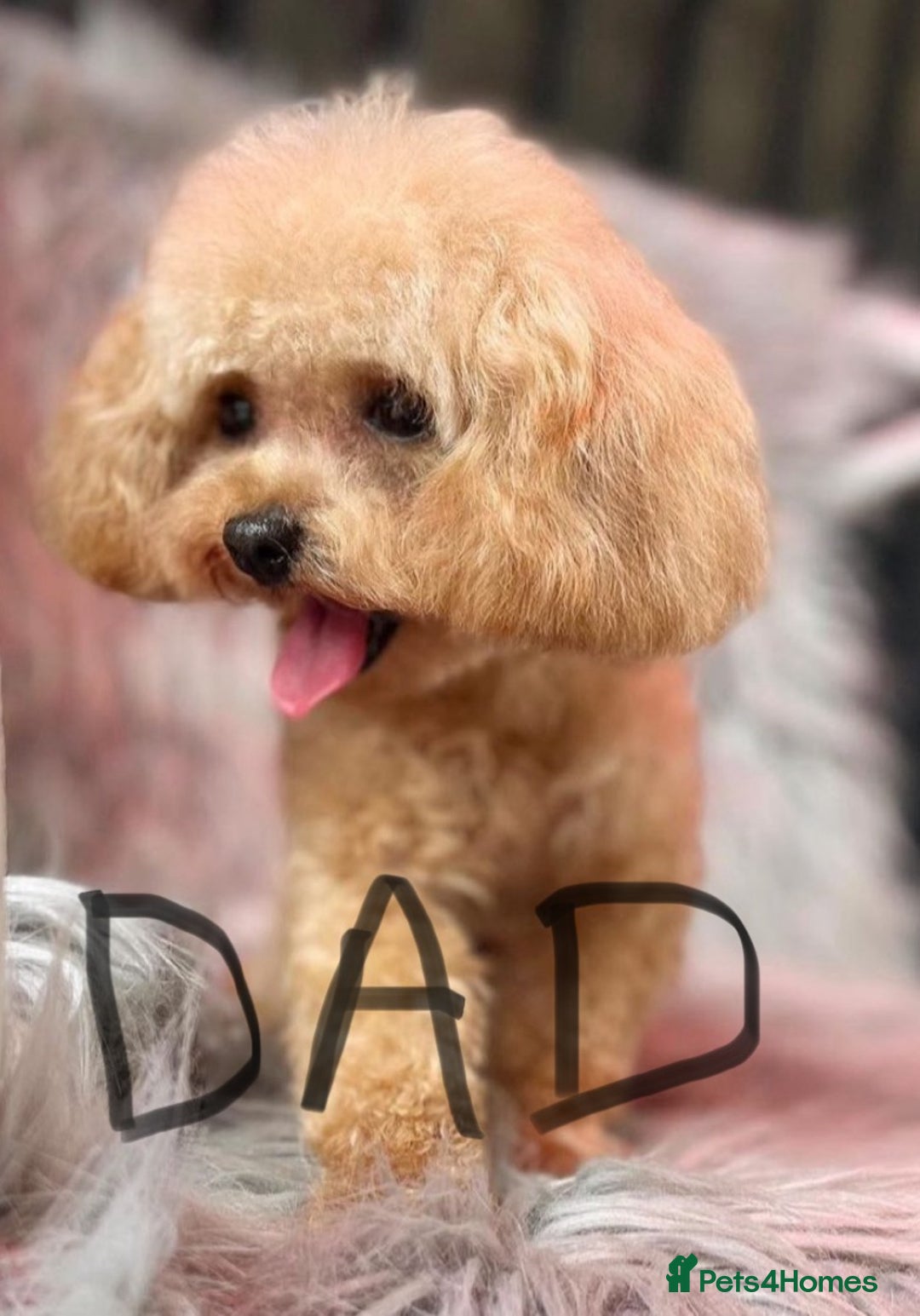 Maltipoo dogs for sale: Rare maltipoo puppies please read description  - Advert 21