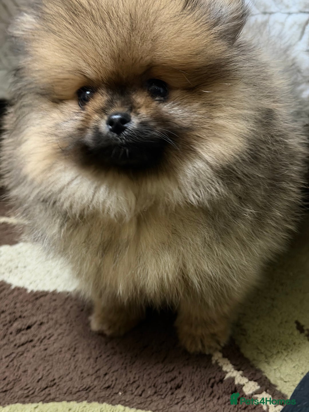 Pomeranian dogs for sale: ***Exquisite Kc reg Pomeranian Puppies *** - Advert 5