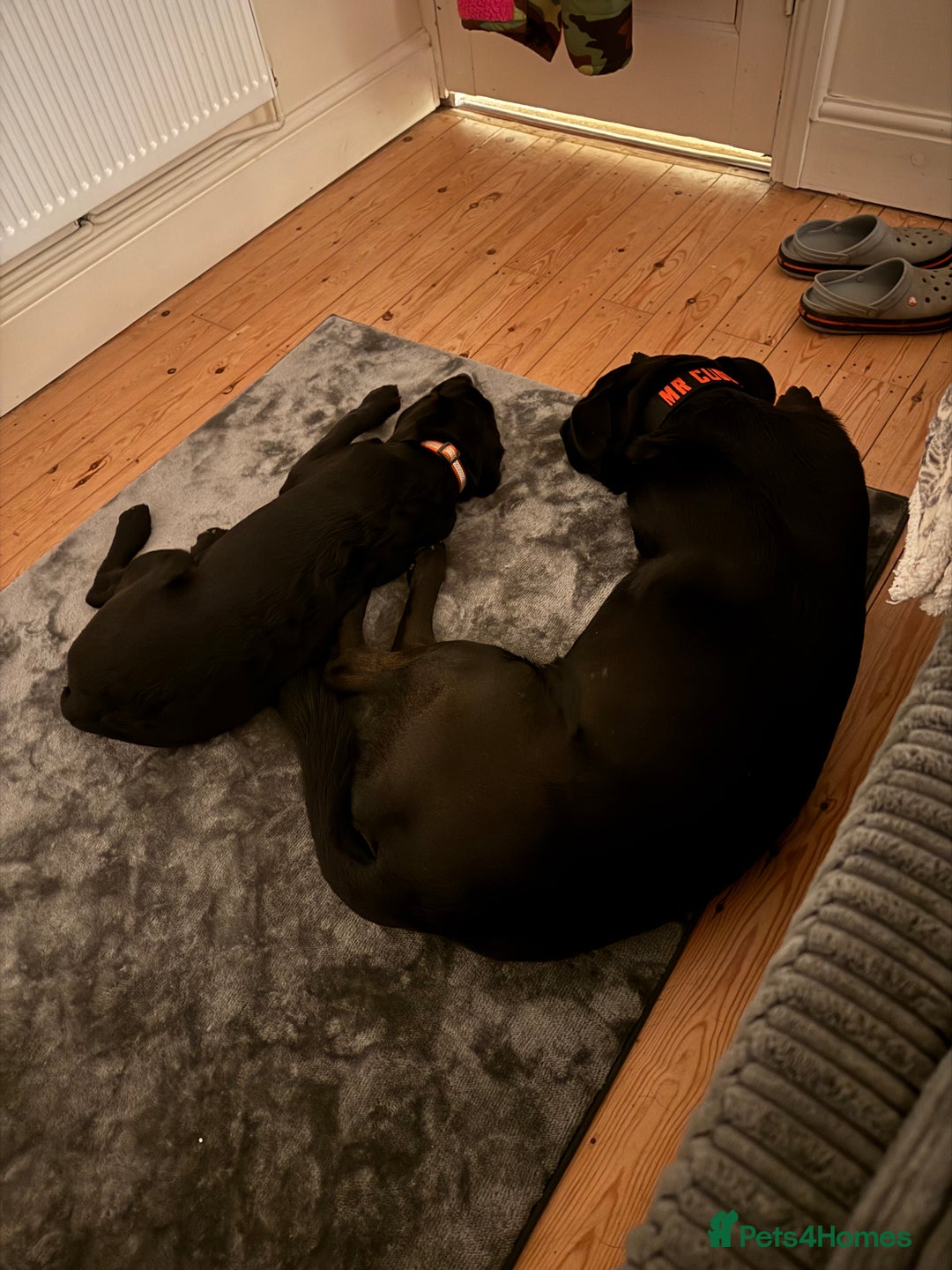 Mixed Breed dogs for sale: Madjeska Shepard for sale  - Advert 4