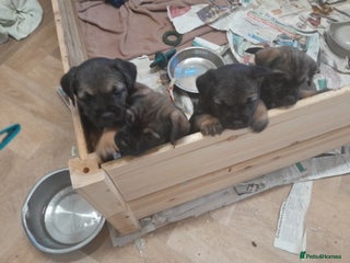 Border Terrier dogs KC registered Border terrier pups - Advert 10