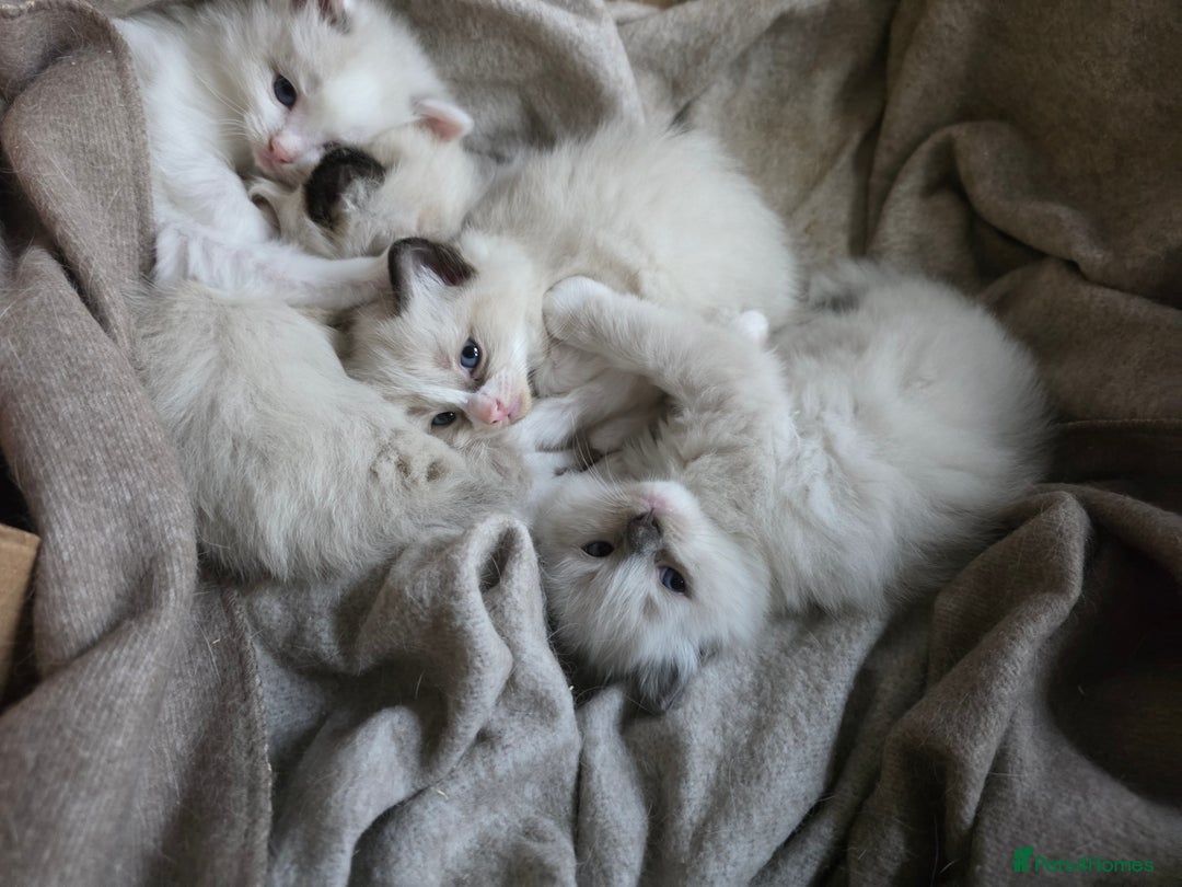 Ragdoll cats for sale: Pure Ragdoll Kittens  - Image 11