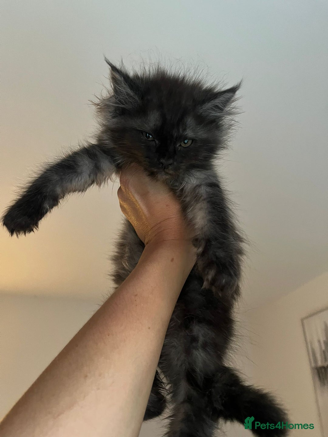 Maine Coon cats for sale: Tiny Tigers, Maine Coon Kittens for Sale - Advert 6