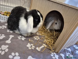 Mini Lop rabbits 2x female mini lop rabbits - Advert 4