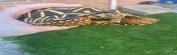Tortoise reptiles for sale: MALE INDIAN STAR TORTOISE  in Newcastle upon Tyne - Advert 3