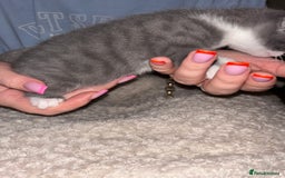 Mixed Breed cats for sale: 2 beautiful kittens left  - Image 4