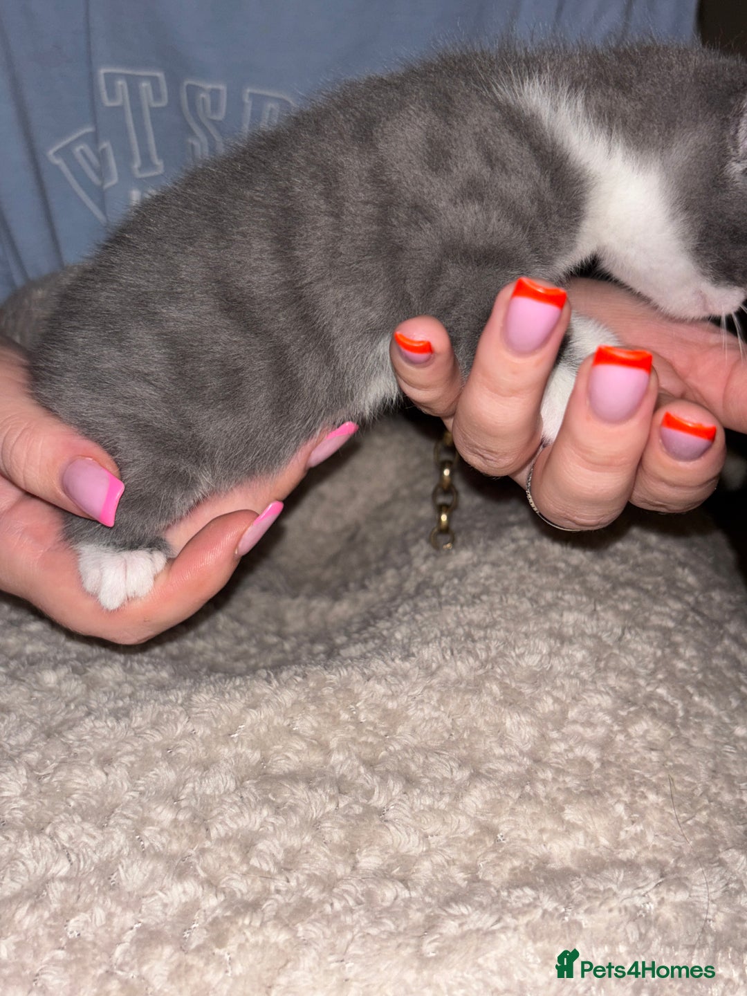 Mixed Breed cats for sale: 2 beautiful kittens left  - Image 4