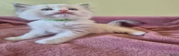 Ragdoll cats for sale: Ragdoll kittens GCCF regsitered - Advert 32