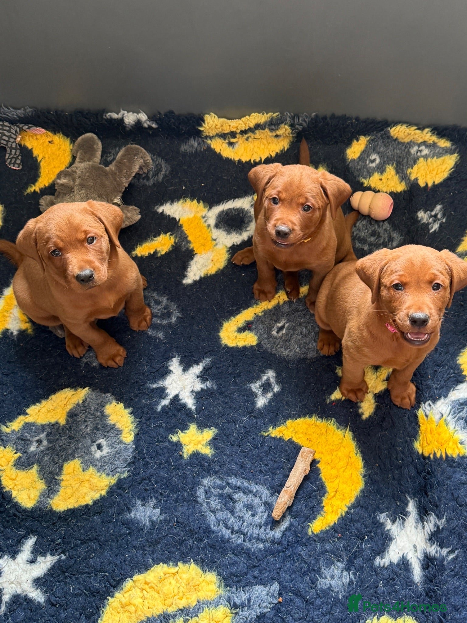 Labrador Retriever dogs Icon puppies available Dark Red Labradors  - Advert 1