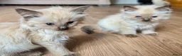 Ragdoll cats for sale: Ragdoll GCCF registered kittens - 9 weeks old - Advert 10