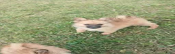 Pomeranian dogs for sale: Beautiful Pomeranianpuppy in Kilmarnock - Advert 13