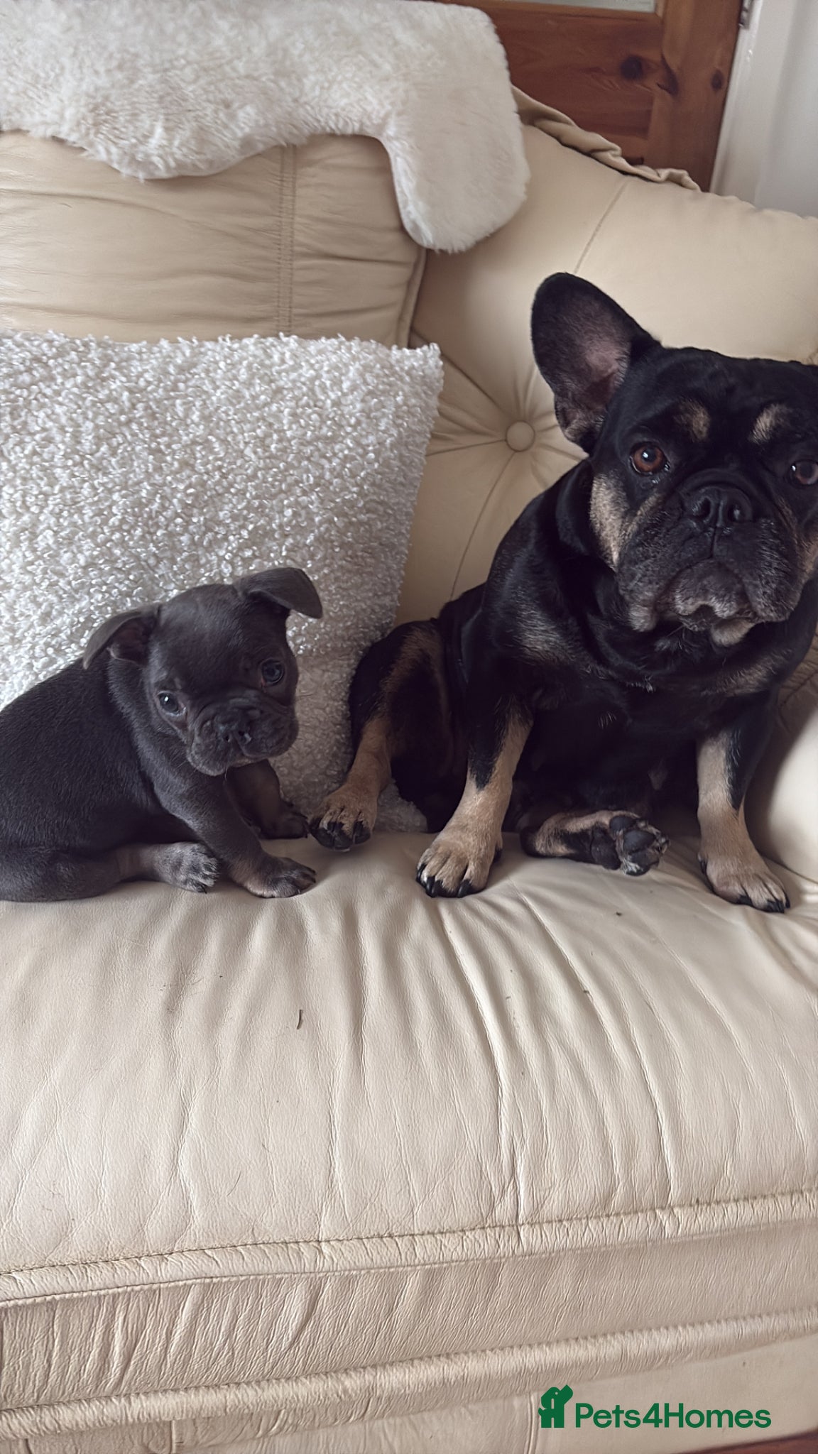 French Bulldog dogs Stunning French bulldogs  - Advert 14
