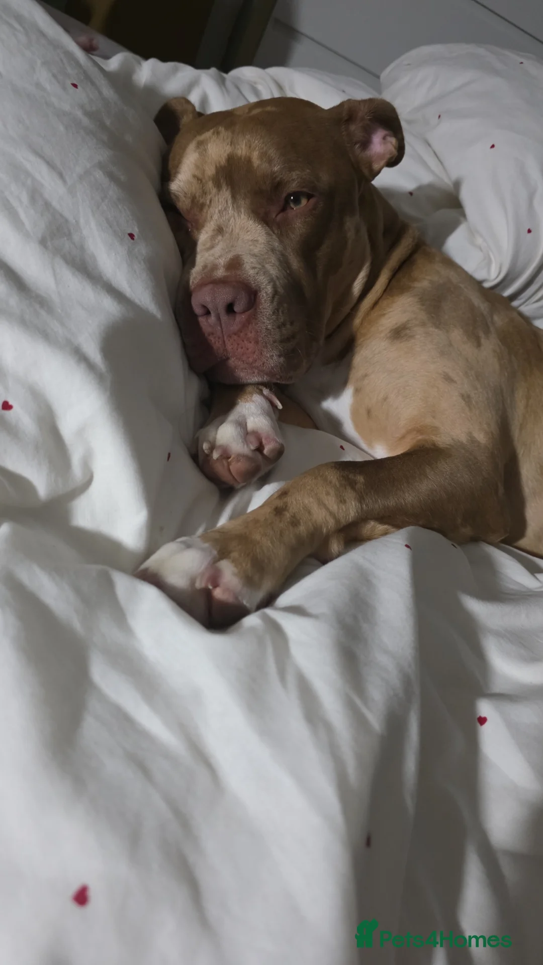 Mixed Breed dogs for sale: adorable 9 month old female in Rhyl - Advert 4