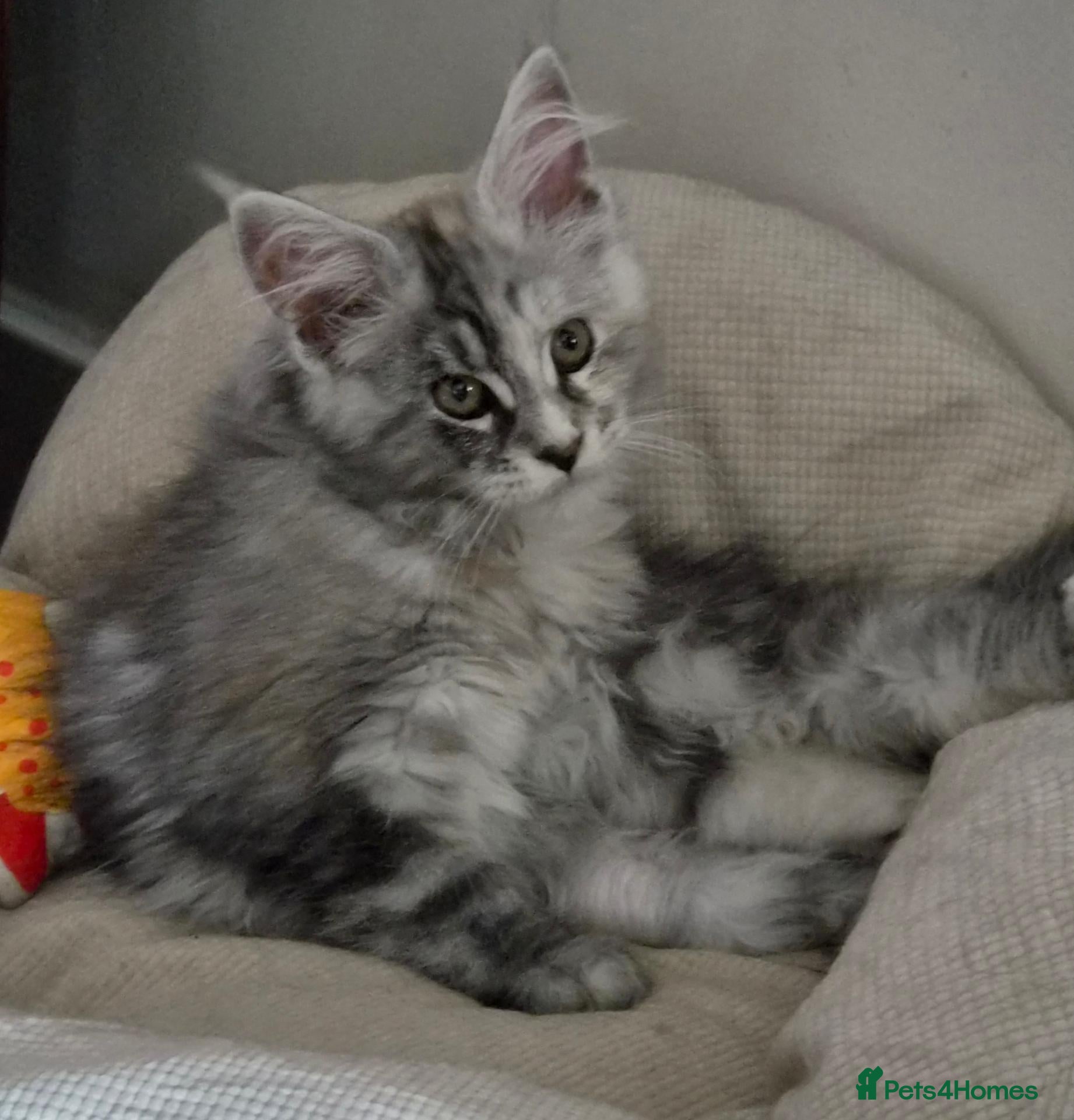 Maine Coon cats Beautiful Mainecoon kittens  - Advert 7