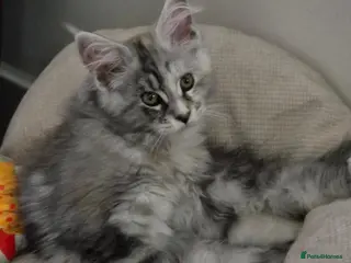 Maine Coon cats Beautiful Mainecoon kittens - Advert 7