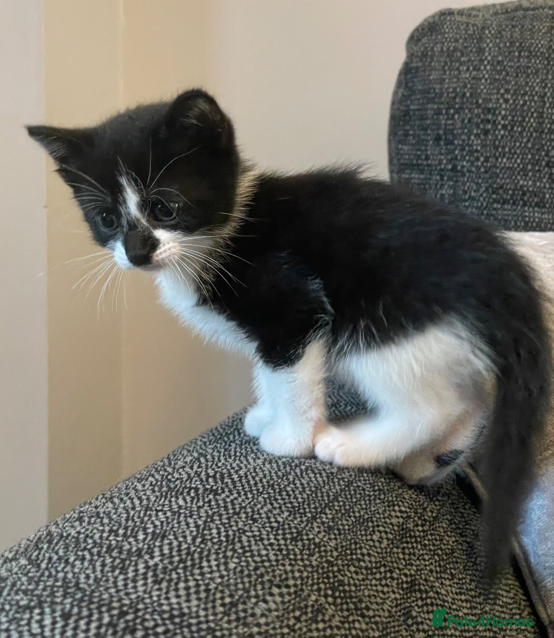 Mixed Breed cats for sale: Two beautiful kittens for sale in Derby - Advert 8