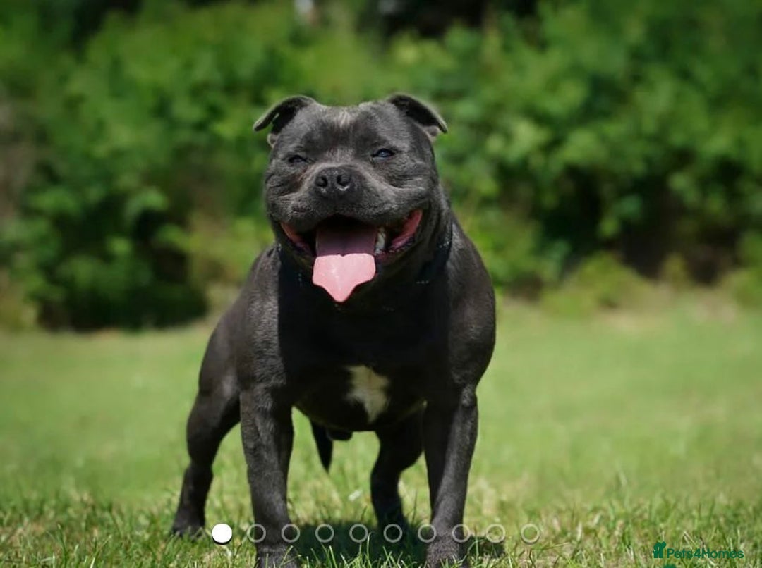 Staffordshire Bull Terrier dogs for sale: 💙💙Champion bloodline blue staffy pups !!!💙💙 - Image 8