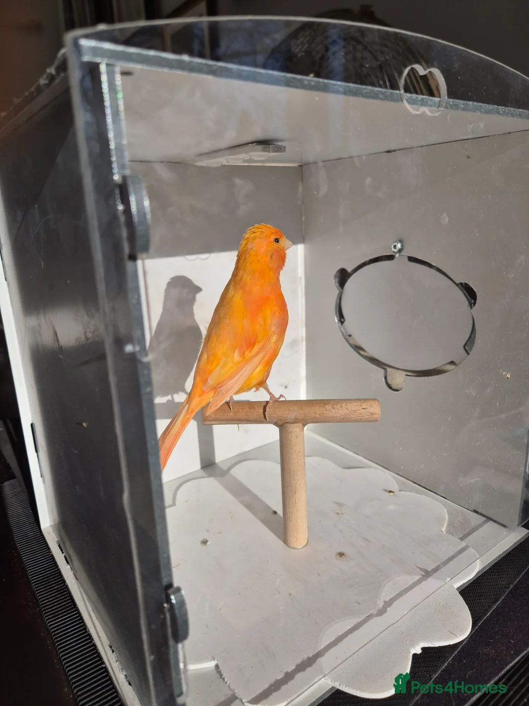 Canaries birds for sale: Red factors and Yellow Mosaics  - Advert 4