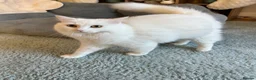 Persian cats for sale: Luxury Doll Faced Persian Kittens  - Advert 14